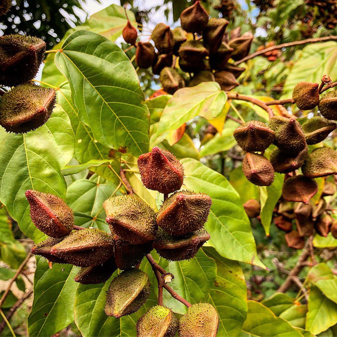 MiguelConde75's tweet image. ACHIOTE: Del náhuatl achiotl - tintura roja. Condimento y colorante. La pasta se obtiene remojando las semillas. El pigmento se hierve y se deja reducir por varias horas hasta lograr una pasta muy suave. Se deja secar y se envuelve en hojas de maíz. laroussecocina.mx/palabra/achiot…