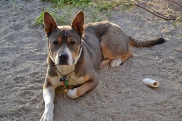 wwpetrescue's tweet photo. Justice #adopt #pet #StAugustine https://t.co/UDe97REj8r https://t.co/QBPZD8G4Kj