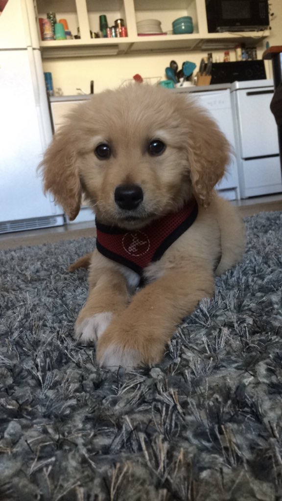 daniellelodahl's tweet photo. @borgasm11 Happy barkday bby. Still can’t believe you used to be this small 😭 Auntie misses you❤️ https://t.co/10gwPrIcCj