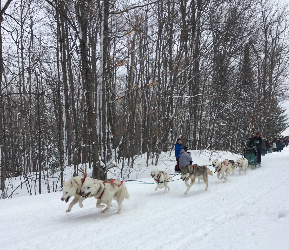 dray_Carl's tweet photo. Very cool way to spend a beautiful day in @Bayfield_WI - start of the 2-day Apostle Islands Sled Dog Race. What amazing pups! 🐺🐾 @apostle_islands @LakeSuperior @BayfieldInn @BayfieldChamber @bayfieldcounty @MadelineIsle @southshorewi https://t.co/KYitkSf5yH