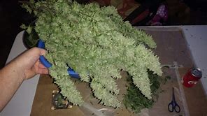 RASTA89853160's tweet photo. is this legal in your area? https://t.co/UjiTEtpMpL