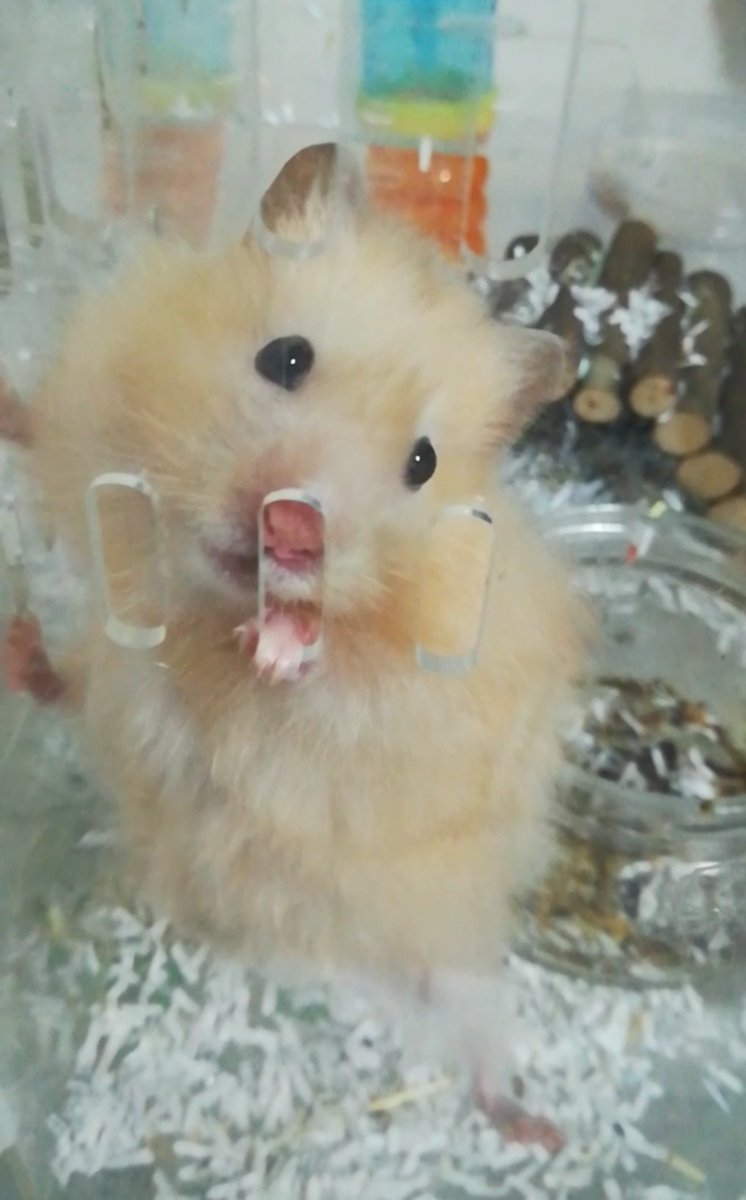 頭に矢の人 Mr Headarrow Twitter