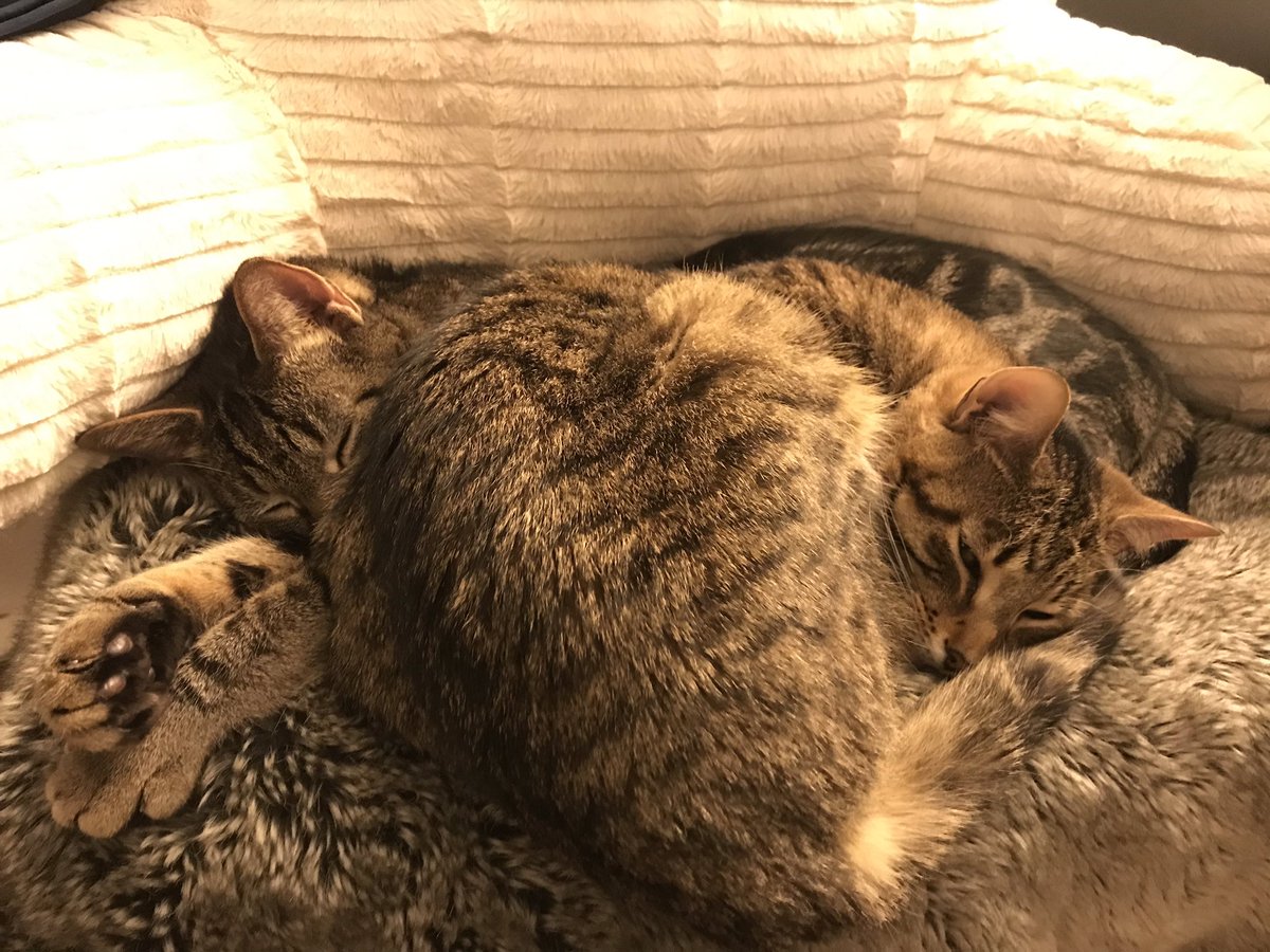 KathrynPrete's tweet photo. @Dax_x98 My boys Leo and Dragon cuddling on this cold night. https://t.co/bBsMuWd9hf