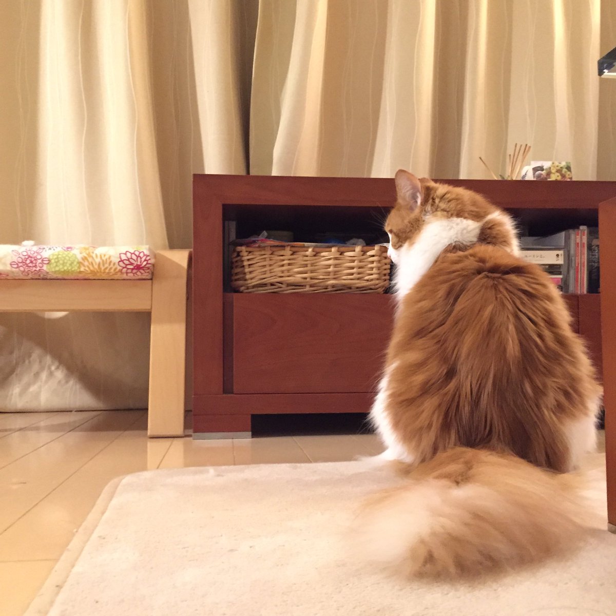 きい Na Twitteru じっと待つ猫 根気よくアピール 籠の中には ちゅーる がある Cat ねこ ぬこ 猫 メインクーン メイクイーンじゃないほう Picneko いなば いなばちゃおちゅーる きい Na Twitteru じっと待つ猫 根気よくアピール 籠の中には ちゅーる がある Cat ねこ ぬこ 猫 メインクーン メイクイーンじゃないほう Picneko いなば いなばちゃおちゅーる