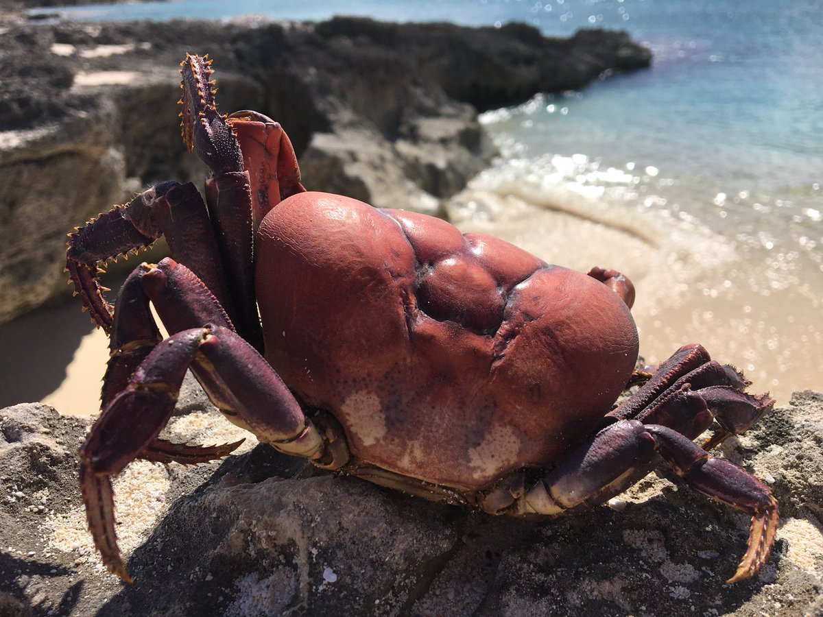axatrust's tweet photo. An #Anguilla offshore cay kind of day. Sombrero Island Marine Park and Nature Reserve and Prickly Pear Marine Park and cays. Not a bad way to spend a Saturday. https://t.co/dOTKICZiYm