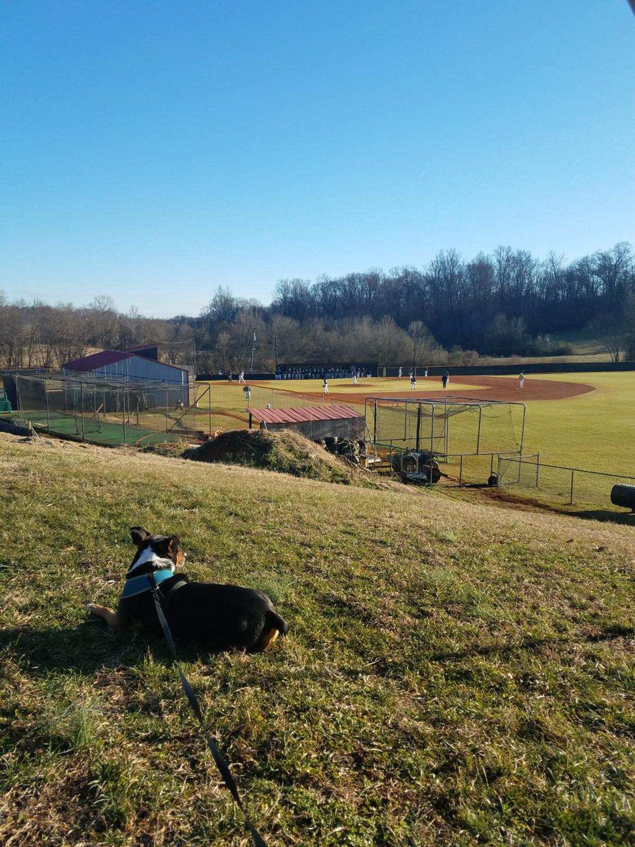 Man that’s a pretty dog. Could never guess he was found in a trash can #slumdogmillionaire