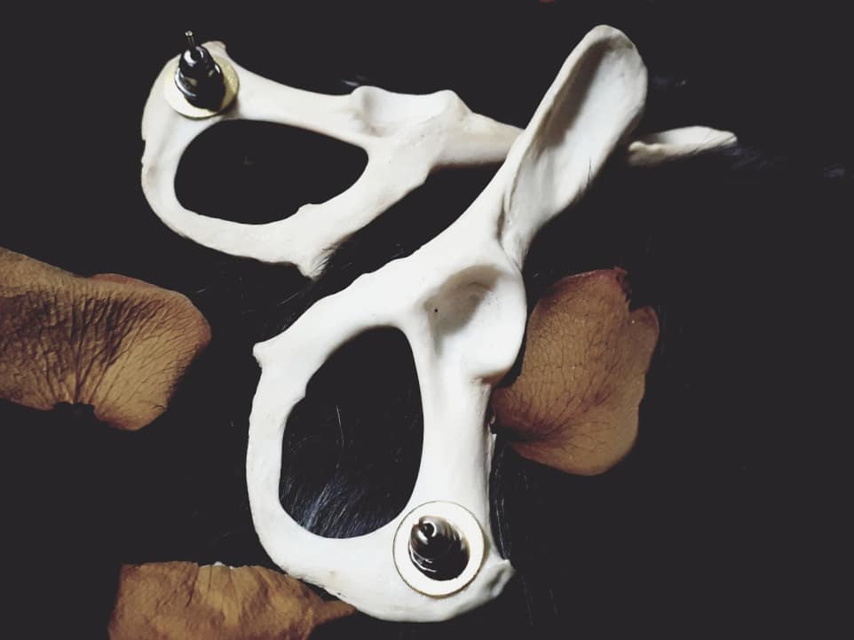 sdobcreations's tweet image. Pelvic bone studs.
SheDreamsOfBones.Etsy.Com
#pelvicbones #hips #pelvis #animalbones #bone #vultureculture #handmadejewelry #earrings #studs