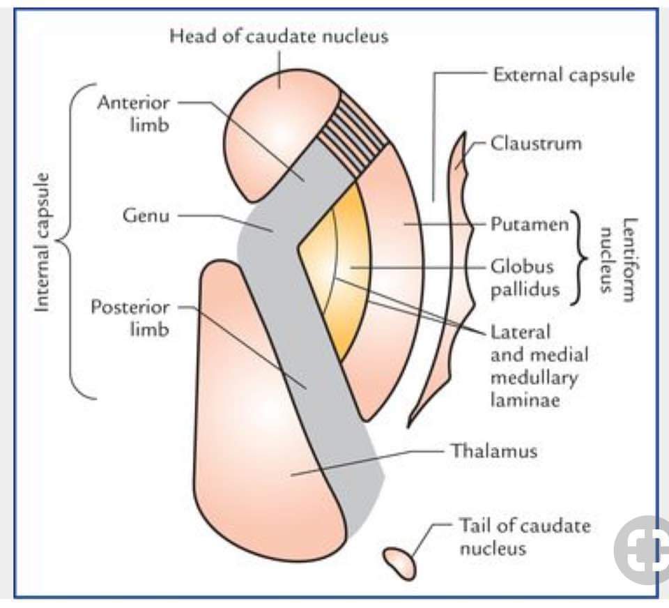 Miranda_Lamg's tweet photo. La capsula interna se divide en 5 porciónes: a) brazo anterior; b) rodilla; c) brazo posterior; d) sublenticular; e) retrolenticular. https://t.co/sIgcra8pFO