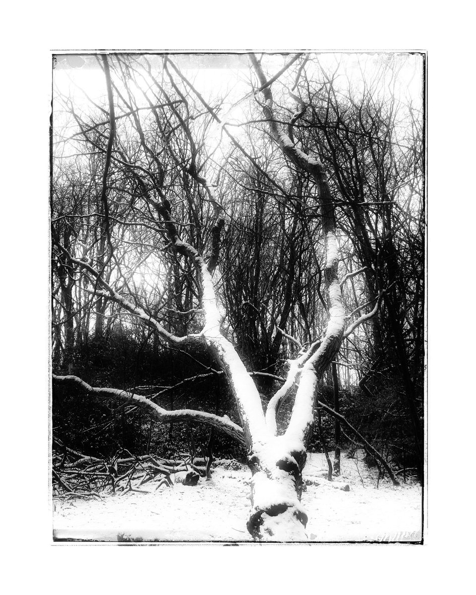 #astleypark #chorley #blackandwhitephotography #monochrome #trees #bnw #bnw_artstyle #winter