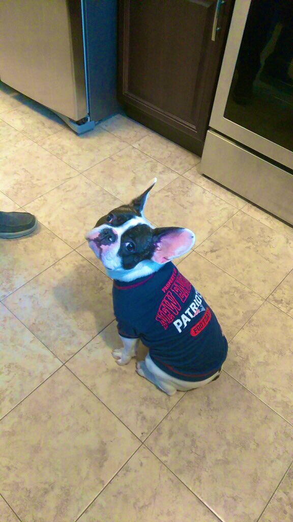 FinleyFrenchie's tweet photo. A lot of people say I have G.O.A.T eyes ... to those peeps I say thanks . Me and Tom have so much in common . GO PATS!!!! lets go!!!#PatriotsNation #TomBrady #abc7eyewitness #DogsofTwitter #FrenchBulldog https://t.co/VjZseemj0S