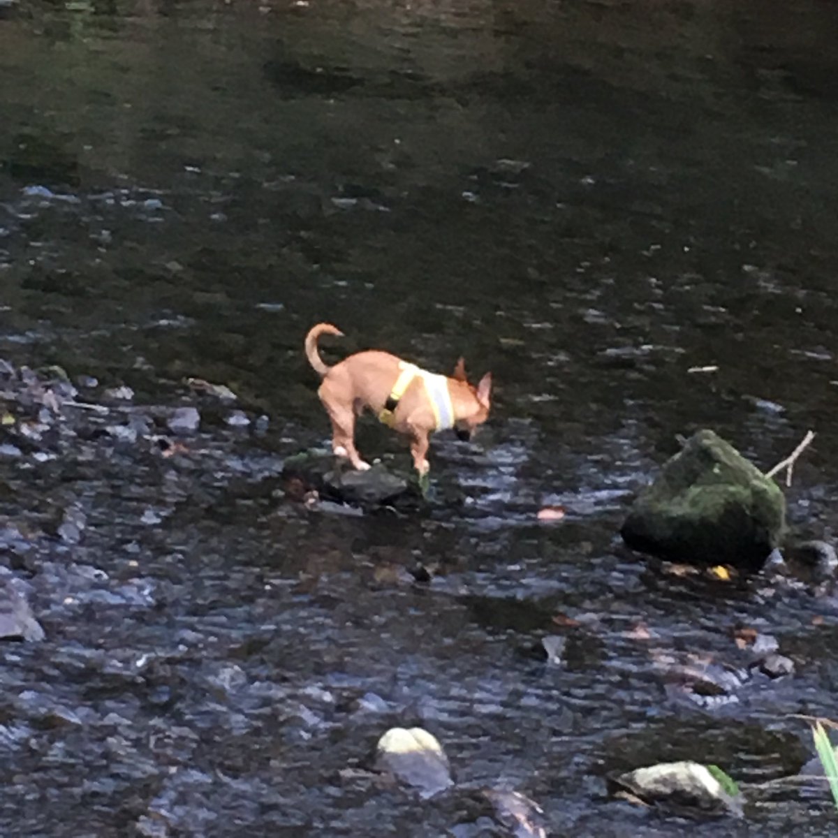 Michael23617568's tweet photo. @PyrocynicalTV Dog https://t.co/scRmrlcpKv