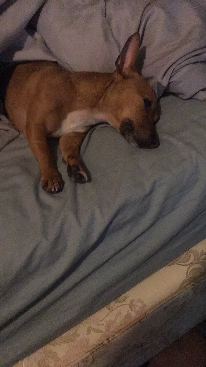 Michael23617568's tweet photo. @PyrocynicalTV Dog https://t.co/scRmrlcpKv