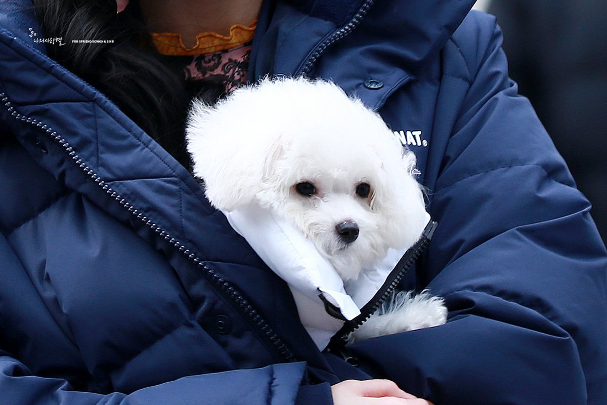 190202 먼지&amp;앙꼬 #GFRIEND #여자친구 #먼지 #앙꼬 <a href="/GFRDofficial/">여자친구 GFRIEND</a>
myluvstar1206.tistory.com/174
😍😍😍😍😍