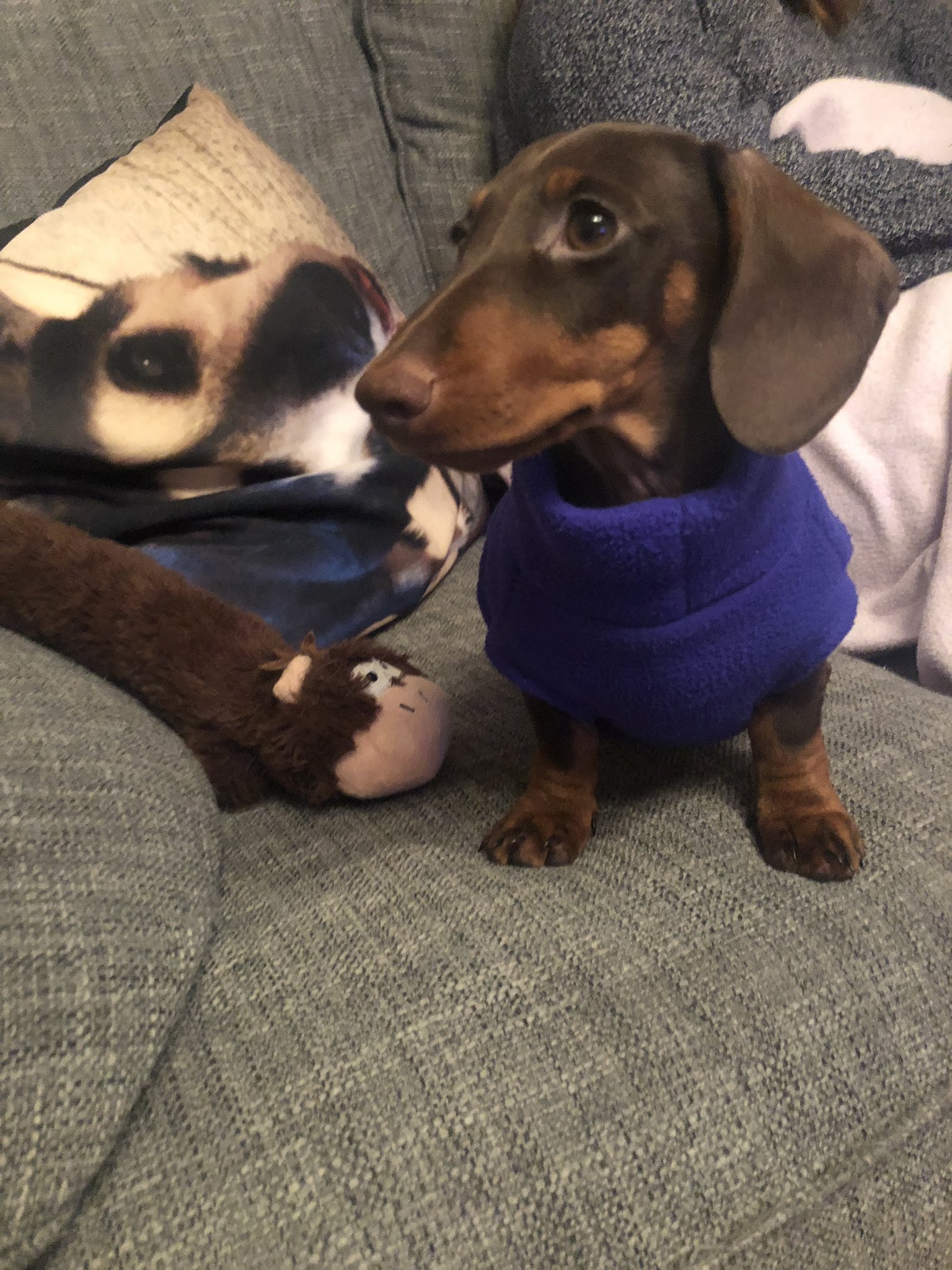 equafleece dachshund