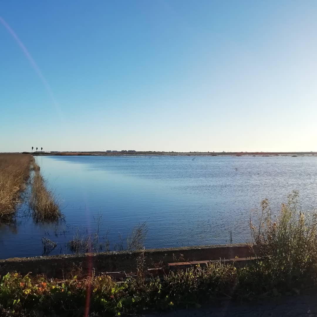 Numenius_tours's tweet photo. La Marjal de #Almenara está espectacular!
En un ratito comenzamos nuestra actividad de #birdingfamiliar para celebrar el #DiaMundialDeLosHumedales con @SEO_Birdlife #worldwetlandsday https://t.co/jPlDlKSXzk