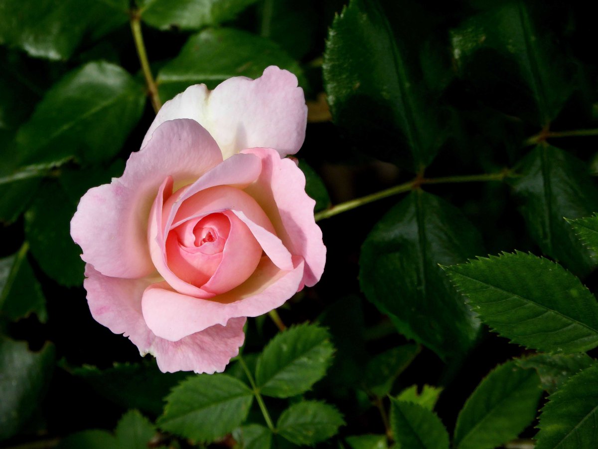 Pink Rose
Copyright: creativecommonsstockphotos
Dreamstime 90097539