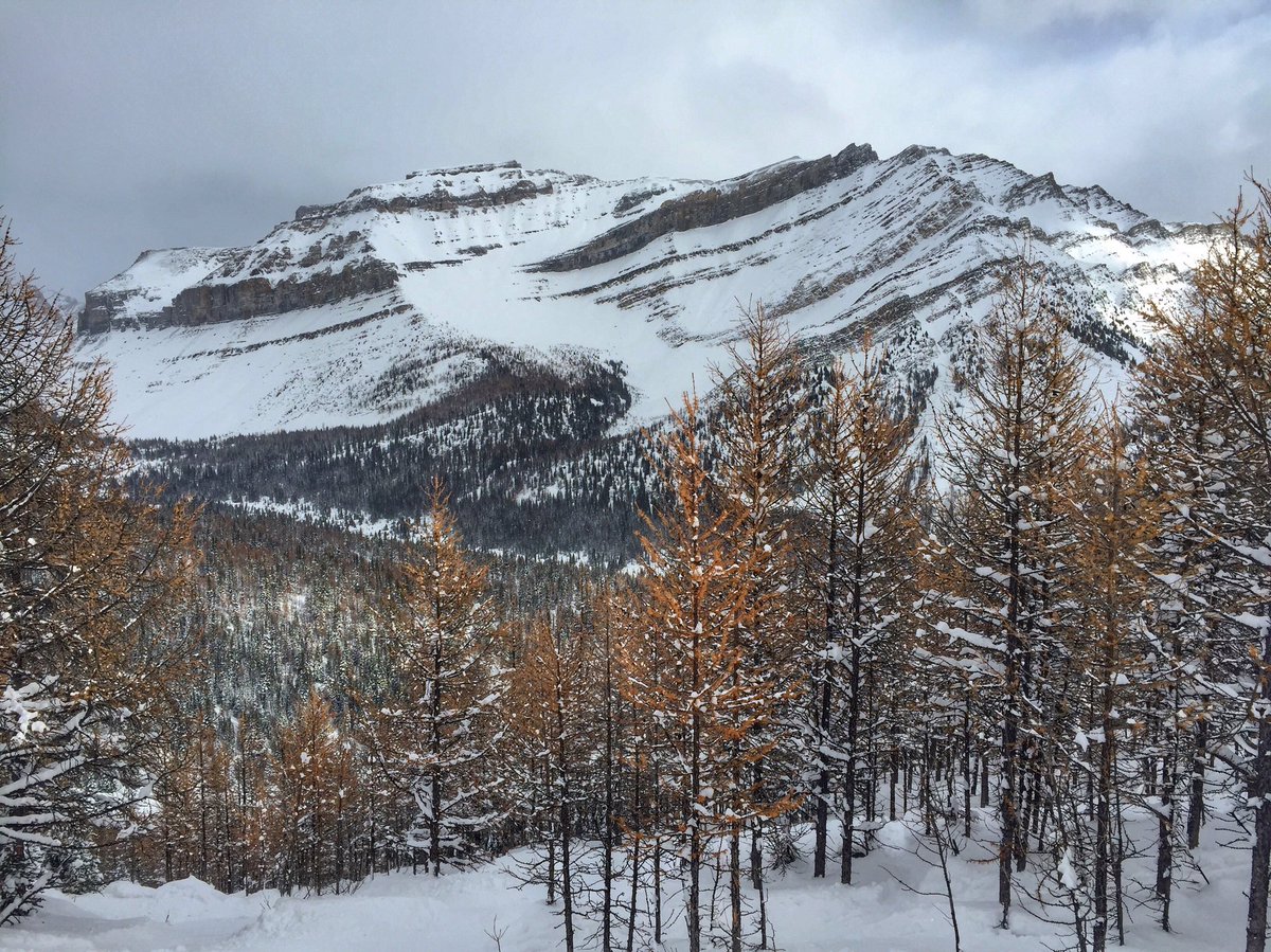 A Banff Boutique Inn tweet media