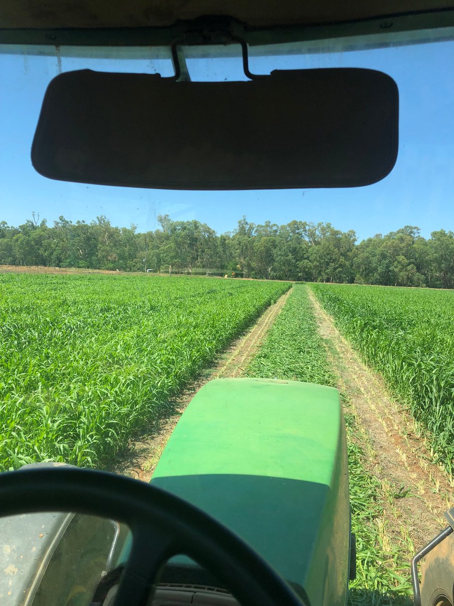 tim_downie's tweet photo. #bmrrocket producing the goods for my #leganddairy operation last cut was 11th January 32mm of water and we back again today for the next cut #superfeed @PacSeeds_CWNSW @PacificSeeds @bromeo82 @trevor_philp https://t.co/3Yxq3Mps9I