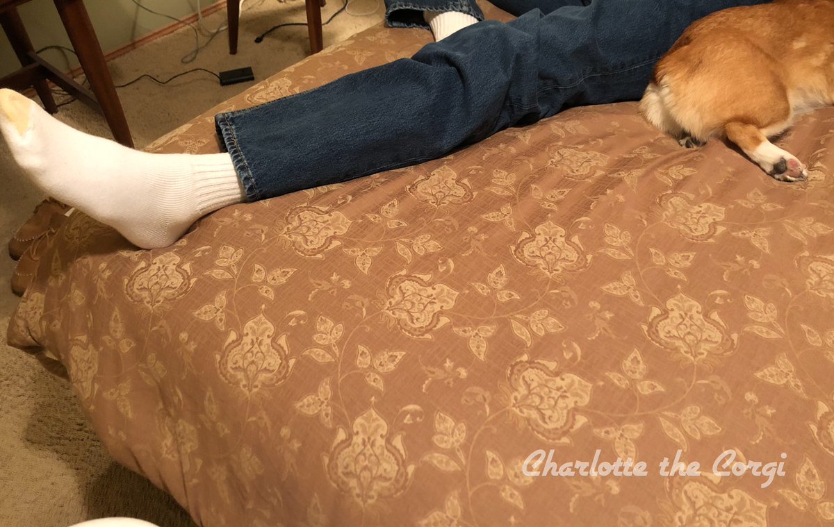 charlotte_corgi's tweet photo. Someone won the long legs prize. Clearly it wasn’t me! #CorgisofTwitter #DogsofTwittter #stumpylegs https://t.co/UUS5ThDp98