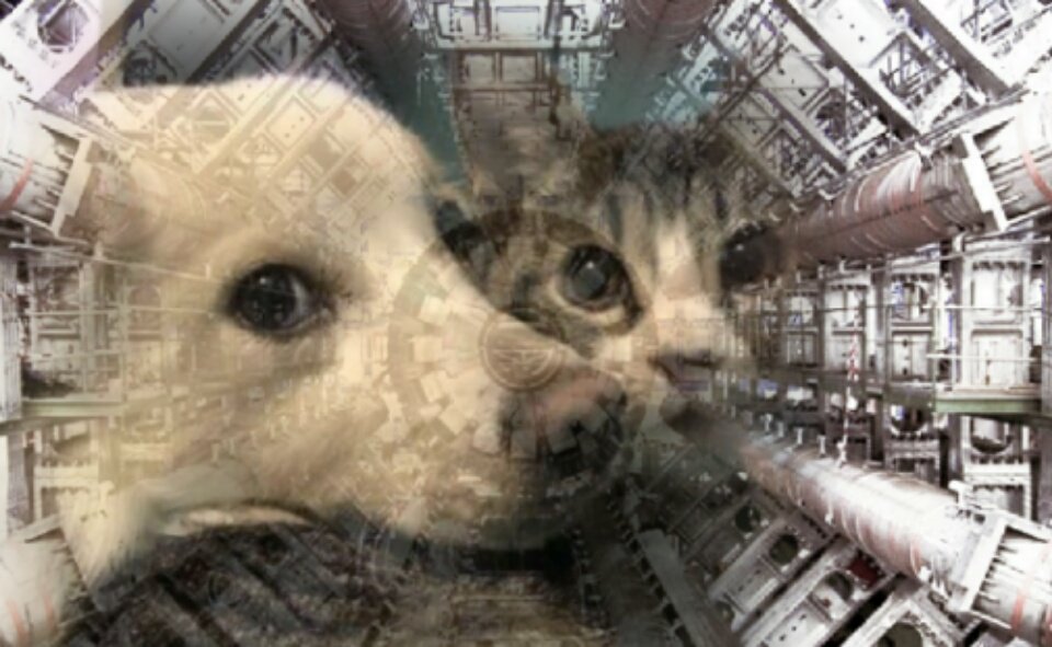 CERNcat's tweet image. #cerncat #cern #cats #catsofcern #purr4cern #quantumphysics #catstagram #catsofinstagram #cats_of_instagram #catsofworld #gatos #gatosdecern #gatosdeinstagram #gatosdelmundo #instacat #instakitten #instacats #instakittens #purr 
#cerndog #cernimals