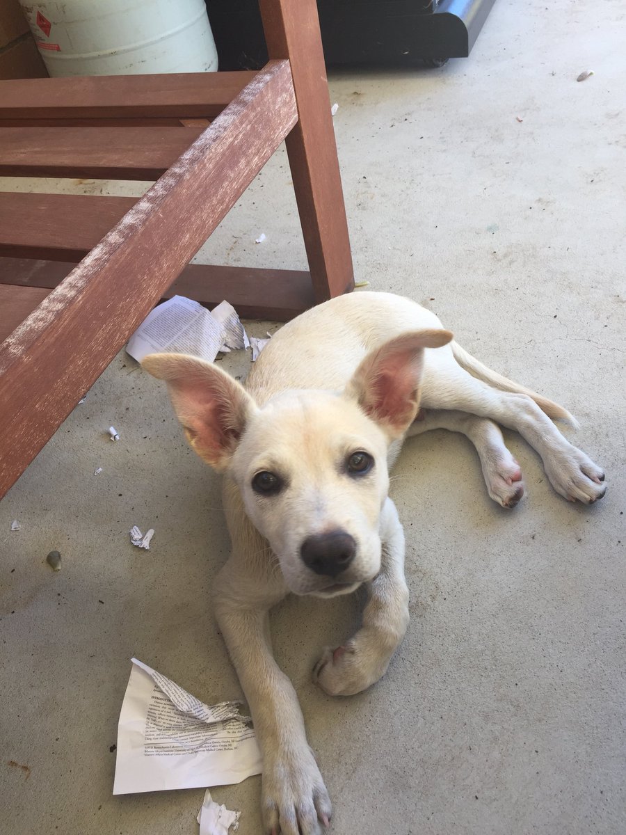 KateDooley_1's tweet photo. In academic circles does the old excuse “my dog ate my homework” still hold true? #movementvariability #prereading #phdlife https://t.co/gcb9IkgnPW