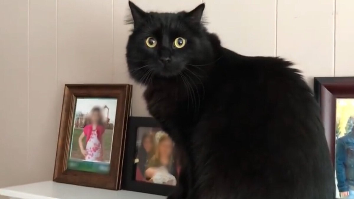 kodathekitten's tweet photo. Smallest human was playing something called a “trumpet” today... I think a better name would be “shiny brass noise cannon.” 
#BlackCatsOfTwitter 
#Trumpet
#ShinyBrassNoiseCannon 🎺 https://t.co/fJShqFok7Y