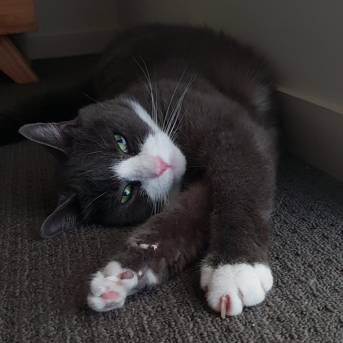 mr_tobykitty's tweet photo. Lazy Sunday's are the best! https://t.co/s6rwz5ABga
