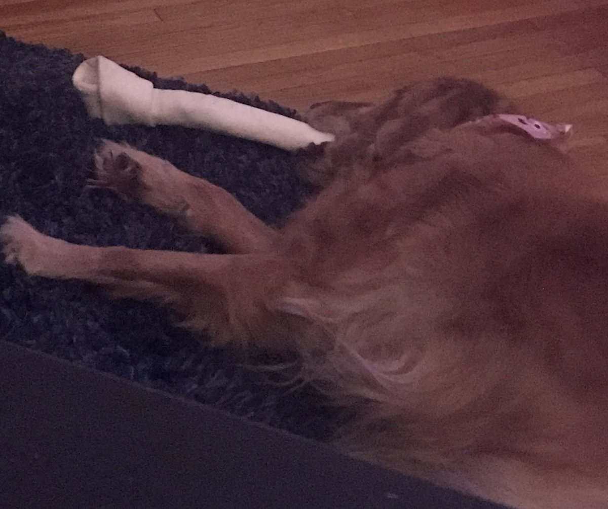 DustyRAnderson's tweet image. She likes her bone so much she fell asleep with it in her mouth 😂🤦🏼‍♀️

#GracieLou #boneislife #spoileddoglife