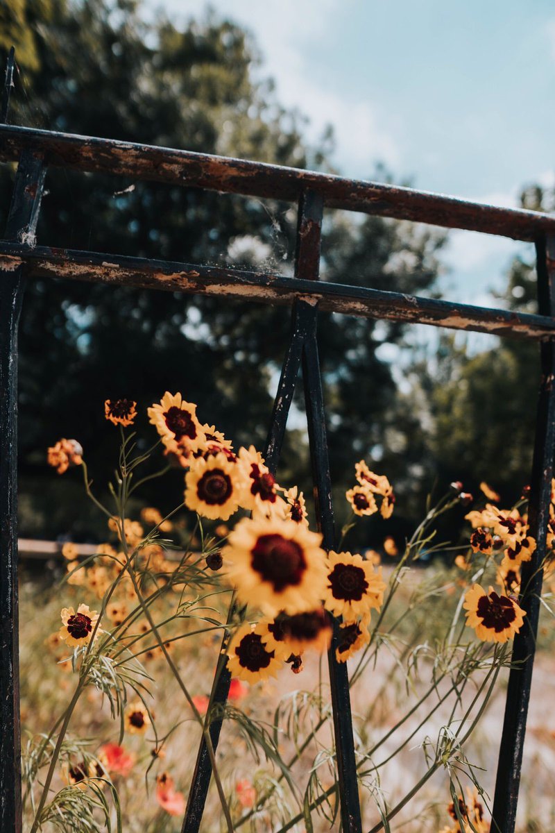 90Outbox's tweet photo. #flower #photography https://t.co/VPlnScuLgQ