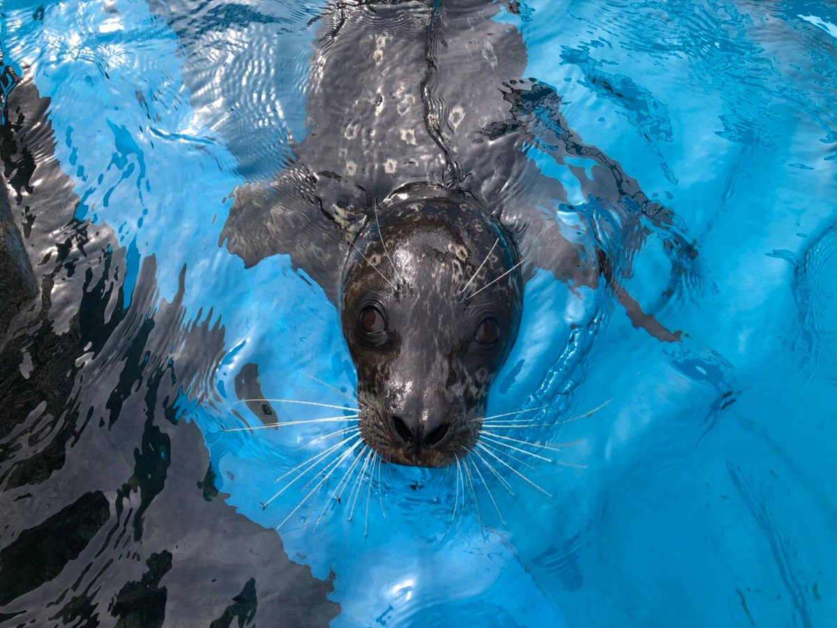 横浜 八景島シーパラダイス公式 Ar Twitter 飼育員がプールに近付くと 奥の方からアザラシが きてます きてます アザラシ ふれあいラグーン シーパラ 八景島