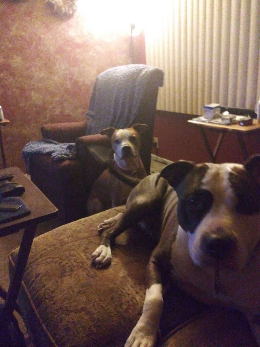 I have a male & female Pitbulls, it's funny how they're so much a like but still so different.