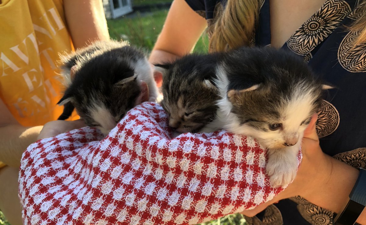 Emma Cropper On Twitter The Neighbours Found Stray Kittens