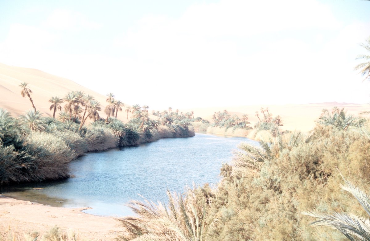 Desert expedition author tweet media