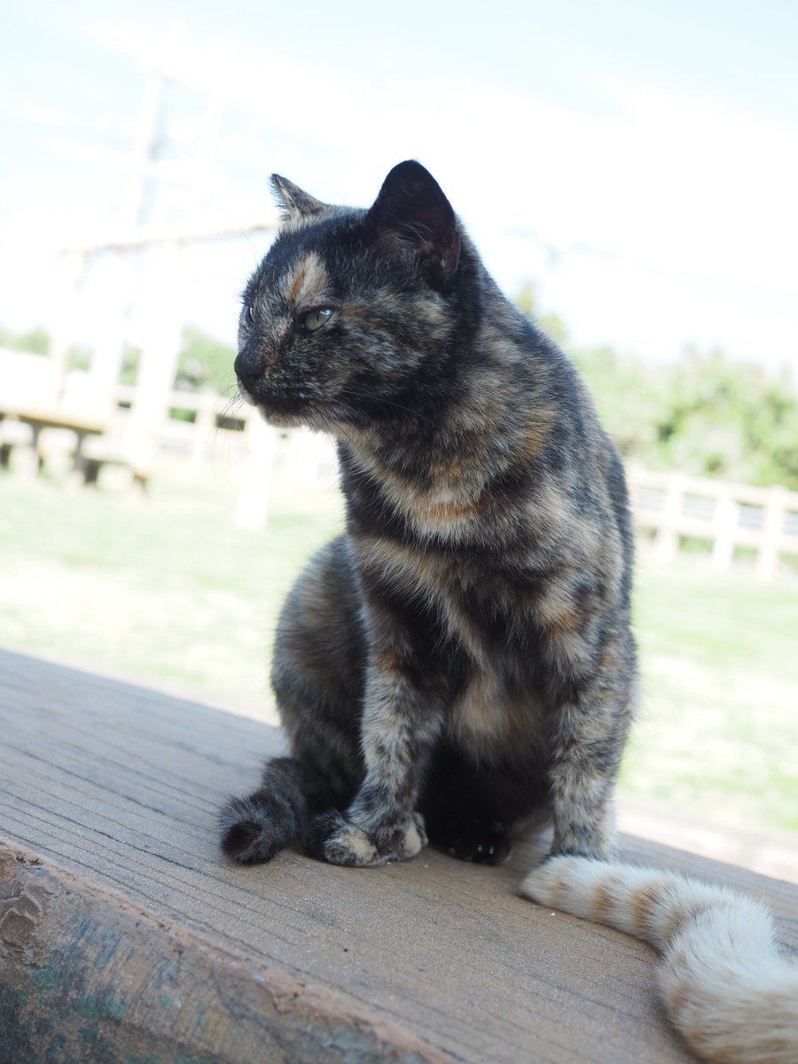 肉球新党 猫の生活が第一 初夏のような日差しの中 安座間港から久高島へ 高速船は満員 カペール岬へ続く白い道 透明な海と白い砂浜 そして人懐こい猫 祈りの島に イザイホーが途絶えて久しいが フボー御嶽は聖なる静けさを湛える 2月24日 沖縄が沖縄を