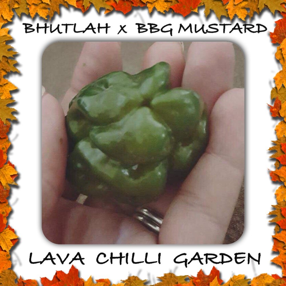 LavaChilliMark's tweet photo. Bhutlah x Bubblegum (Mustard/Green) AUD 15.00
➤ https://t.co/jL692M4kQL https://t.co/zlITEehWGe