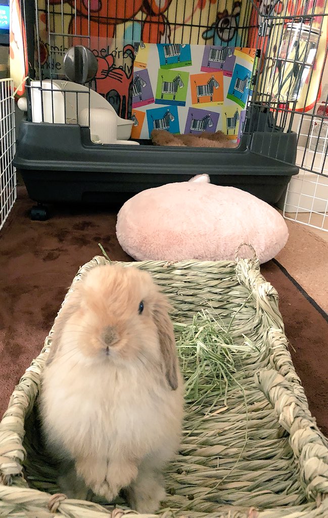 ポレポレ美 Ar Twitter Saruai333 ウサギ 愛がエスカレートしてすみません 笑 ところで さんたの飼育環境ですが トイレやご飯などはケージの中です ですが 私が普段はほぼ家に居るので 扉は開放しており 部屋の中で自由に遊んでもらってます 私がでかける 時や