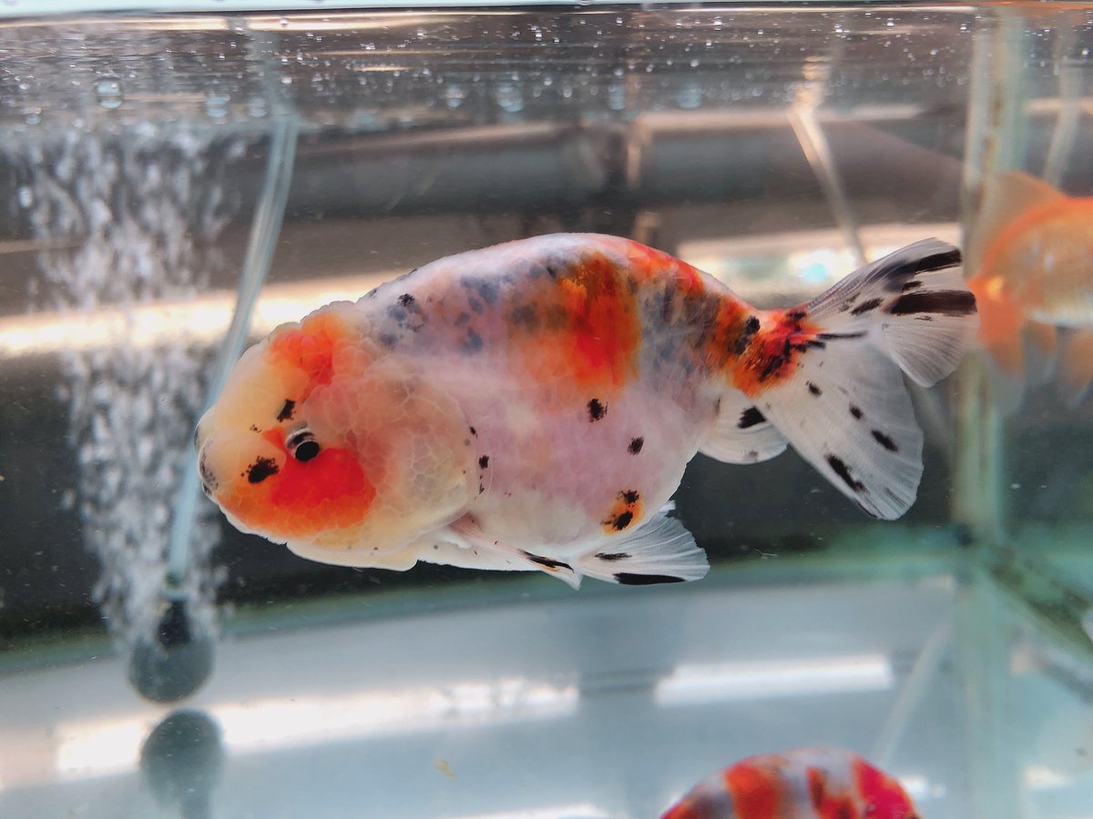 金魚屋あいこ Twitter Search