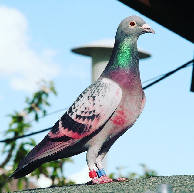 RacingpigeonsC's tweet photo. It‘s not blood, just a color to confuse birds of prey...
#pigeon #pigeons #pigeonracing #racingpigeons #racingpigeon #love #pigeonlove #pigeonloft #pigeonsport #befast #befirst #happypigeons #birds #instabirds #instapigeons #pigeonfan #feathercare #favou… https://t.co/XjEa7YK66B https://t.co/U8NKUY1xUn