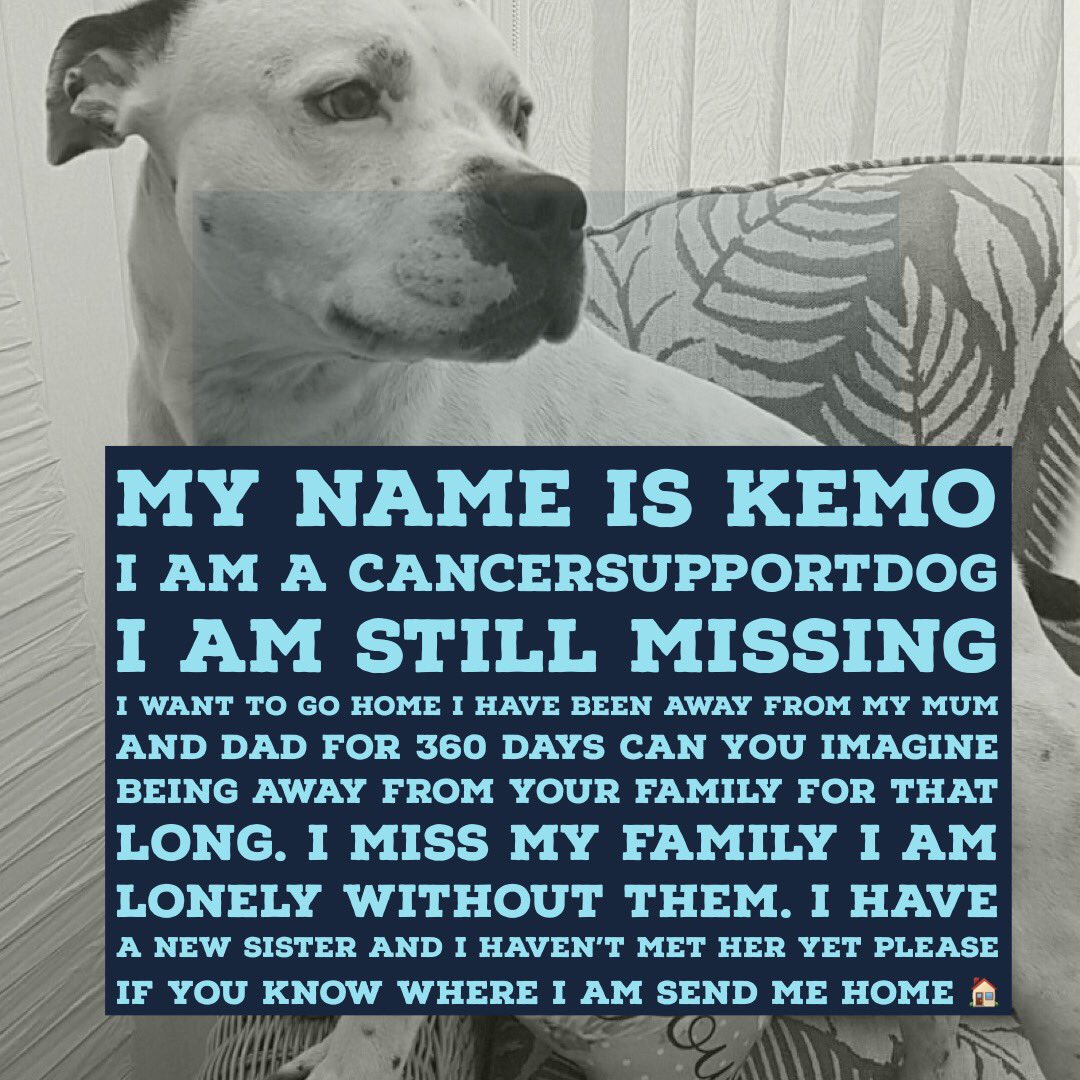 @TNLUK Add it to #FindKemo #Stolen #CancerSupportDog reward money to find him before 1st anniversary on 8th February 2019 @StephenMulhern 🙏🙏