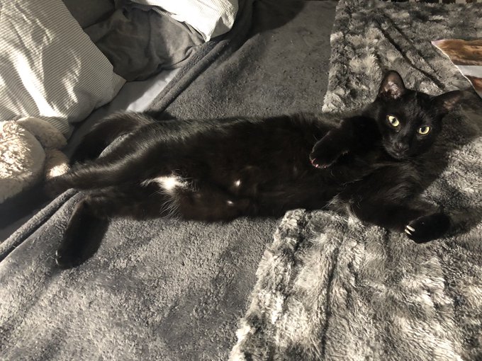 I love hanging out watching movies in bed with this noodle. Goodnight https://t.co/Lbs0Z4flrC