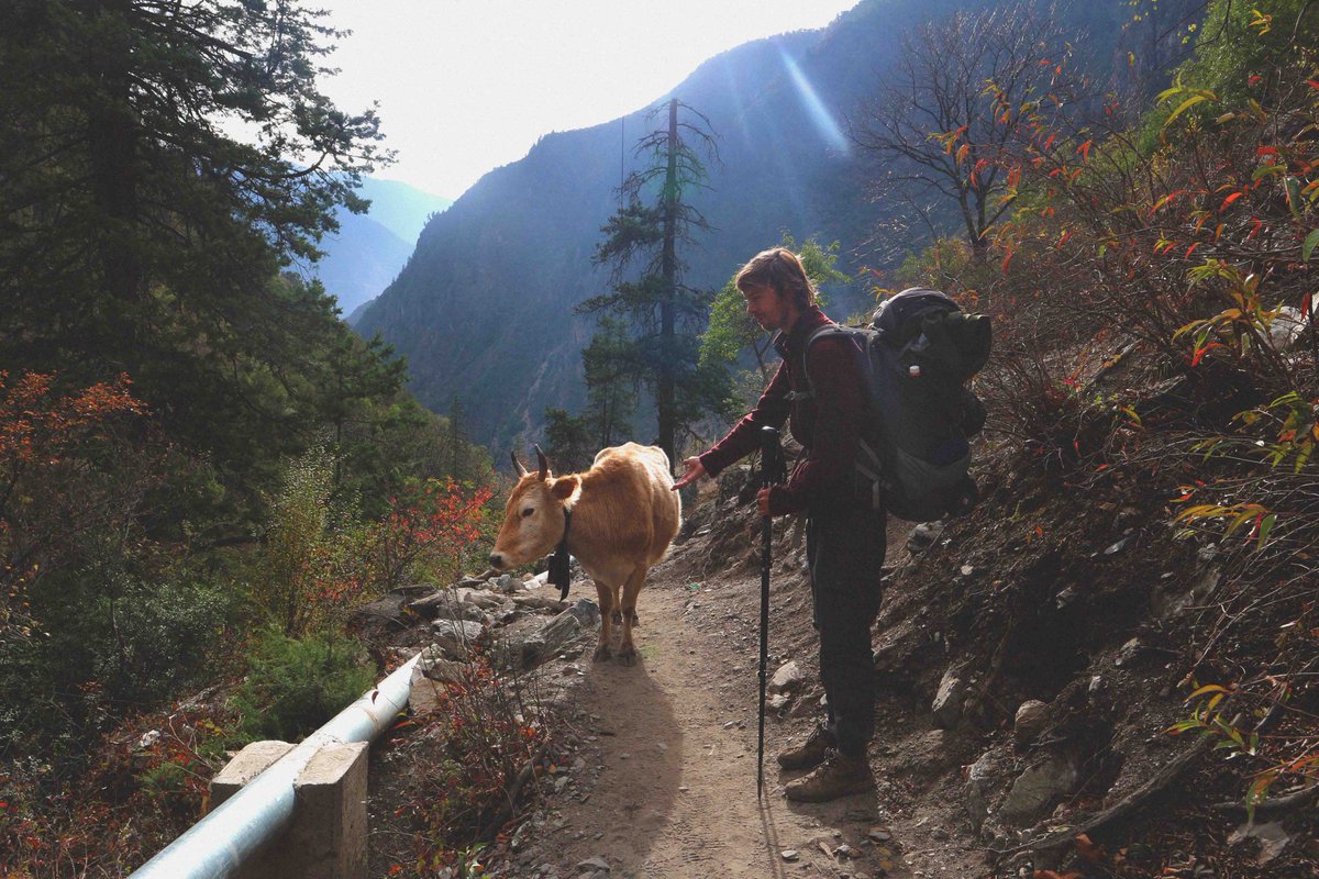 studio_mali_hey's tweet photo. The icy weather has reminded us of our favourite cold place, Yubeng on the Tibetan border! Village feuds made road access impossible, so the only way in is a gruelling 5 hour mountain trail. But arriving to yak butter tea and fried bread in a snow covered cabin was unforgettable! https://t.co/NvZxdSSbiT