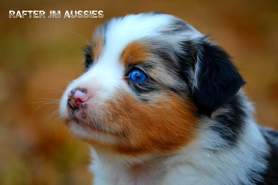 On the big day, Puppy Bowl 2019, seems a fitting day to share puppy (dog) pix. We all love our dogs, and you get bonus points for showing a picture of your dog during one of our events. Put #Bark&amp;Paws on your calendar for May 11, 2019! #DowntownDenison