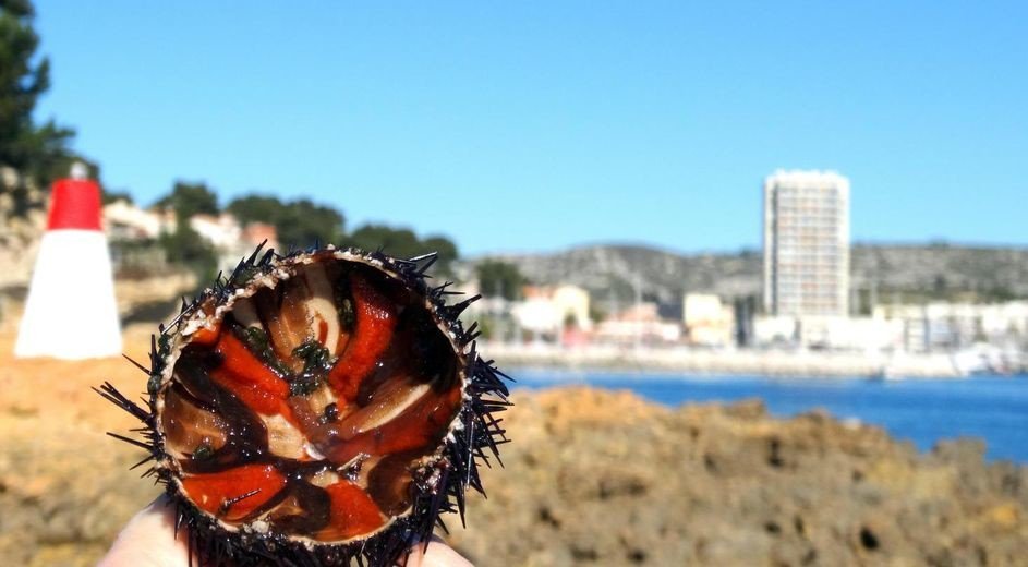 Top départ pour les oursinades à #Carry ! 😋😍sur.laprovence.com/TAL-f