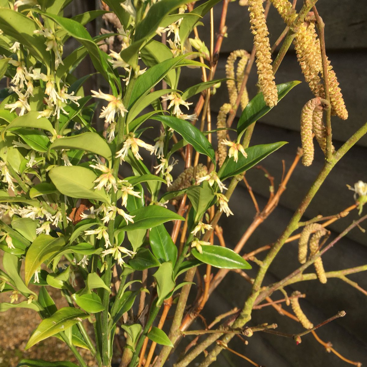 Looking forward to seeing lots of <a href="/Flowers_ft_Farm/">FlowersFromTheFarm</a> friends in Lincoln today and tomorrow for #britishflowers  #Lincoln19