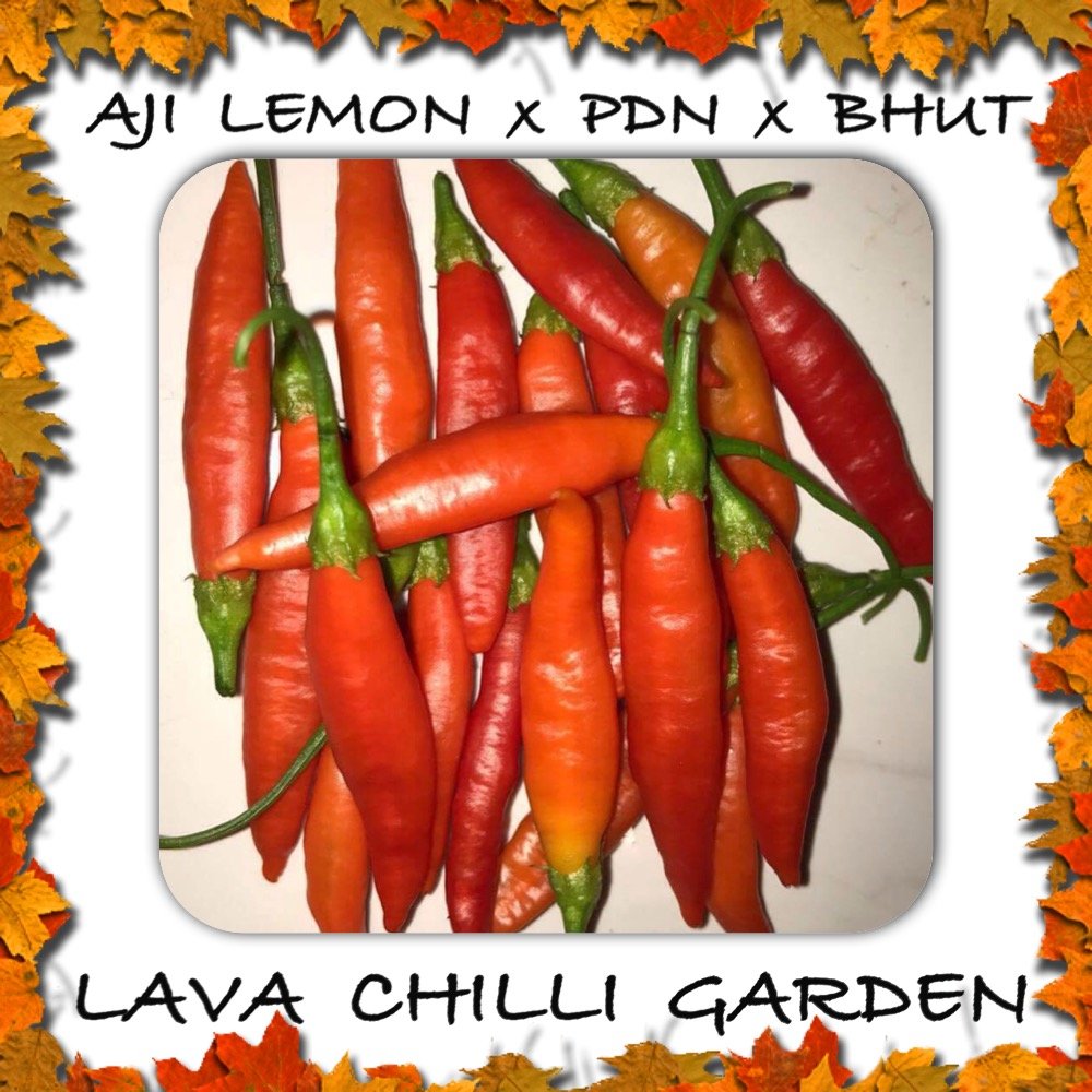 LavaChilliMark's tweet photo. Aji Lemon x PDN x Bhut AUD 15.00
➤ https://t.co/uxDT5cp4LA https://t.co/wWPyna6OFk