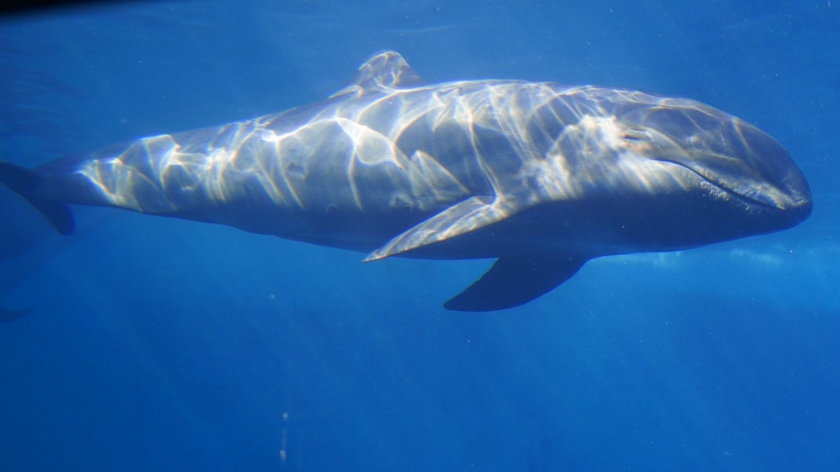 もっち カズハゴンドウ 新入り同士仲良く泳いでました くじらの博物館 シワハイルカ カズハゴンドウ T Co Ukdby77cj2 Twitter もっち カズハゴンドウ 新入り同士仲良く泳いでました くじらの博物館 シワハイルカ カズハゴンドウ T Co Ukdby77cj2 Twitter