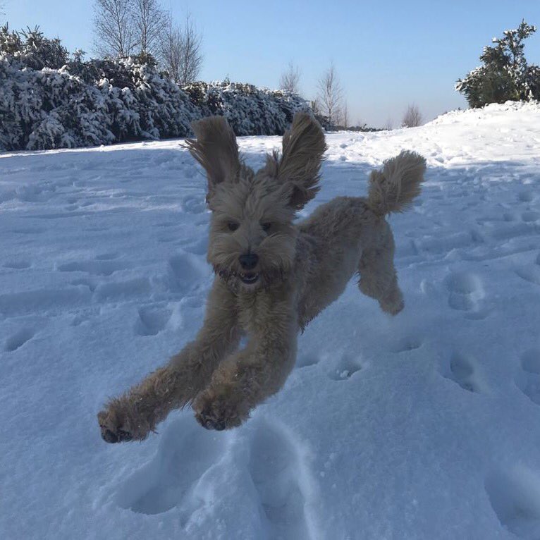 I think it’s safe to say our <a href="/Toradalriada/">Tora's Labradoodles</a> loves a bit of snow! Here’s Cooper jumping for joy!