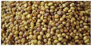CookSafari's tweet photo. #winter #fresh green products – #jowar (ponk), #wheat, #tuvar, #chickpeas https://t.co/WsFvjHXQb5