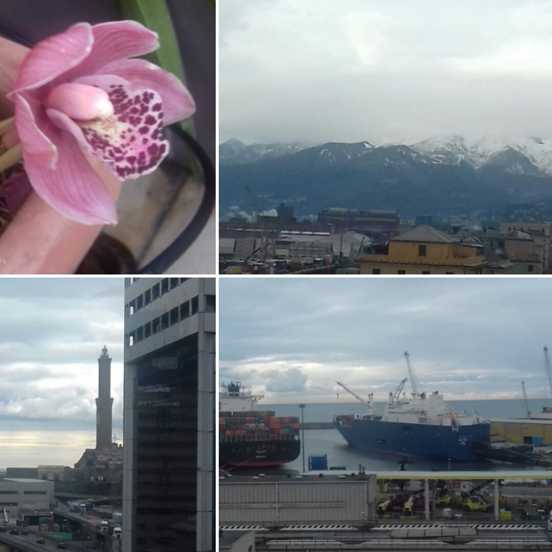 #buonadomenica con vista neve e ..lavoro (dato che il #porto non si ferma mai😉).
Con orchidea finalmente "sbocciata"🌹