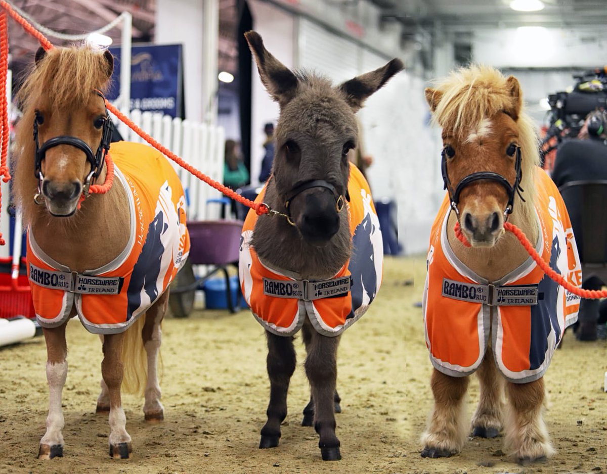 Throwback to our adorable Brooke mascots, Harry, Alfie and La La, who were super busy before Christmas, raising awareness for our vital work <a href="/OlympiaHorse/">Olympia, The London International Horse Show</a>, The London International Horse Show!!  

#ShetlandSunday 🧡

Photo Credit <a href="/eventslens/">Events Through aLens</a>.